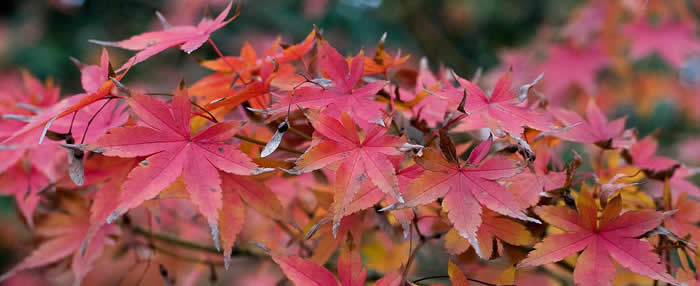 herfstkleuren in de tuin - acer autunnali